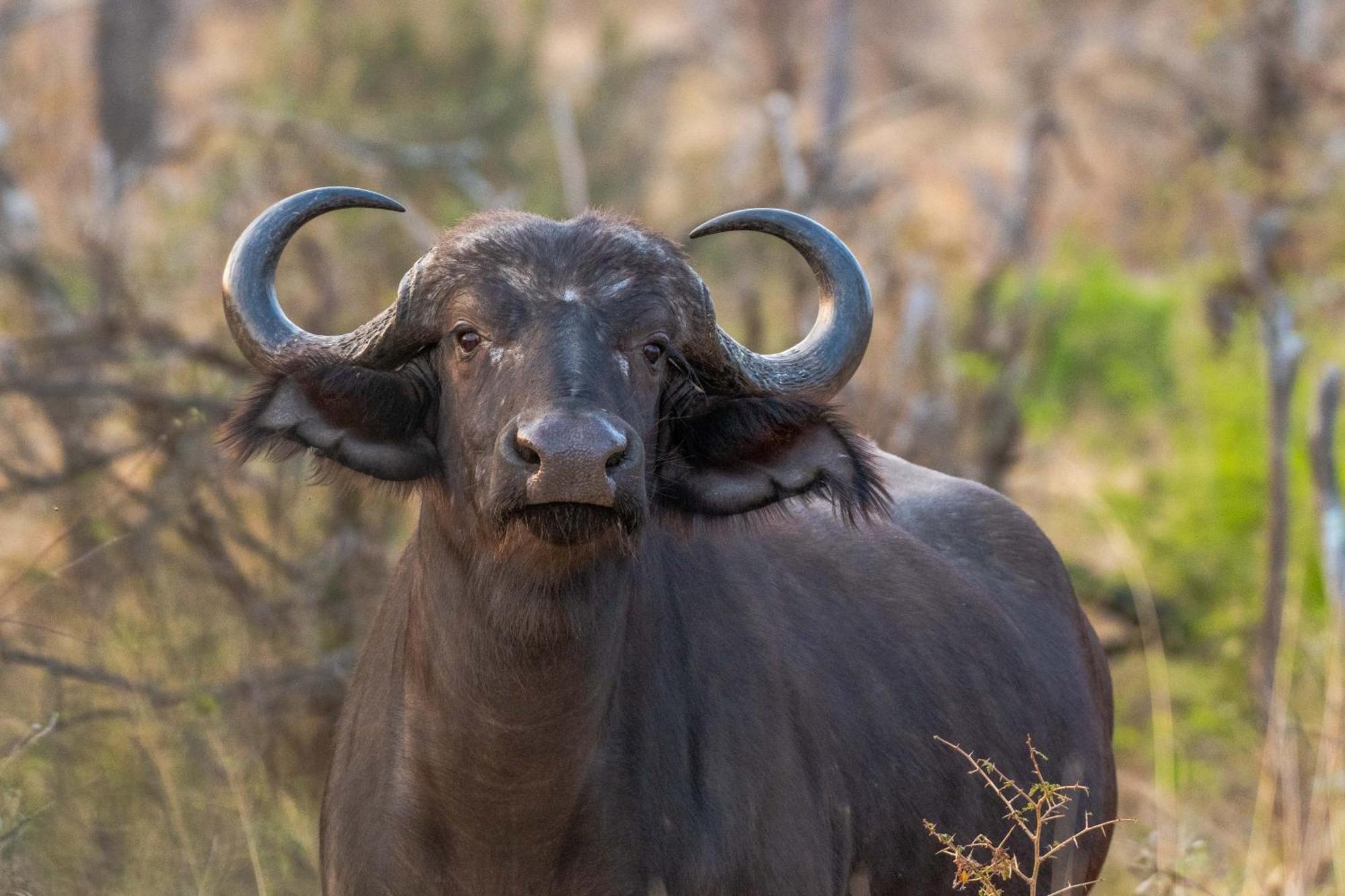 Tomo Safari Lodge Ходспруит Екстериор снимка