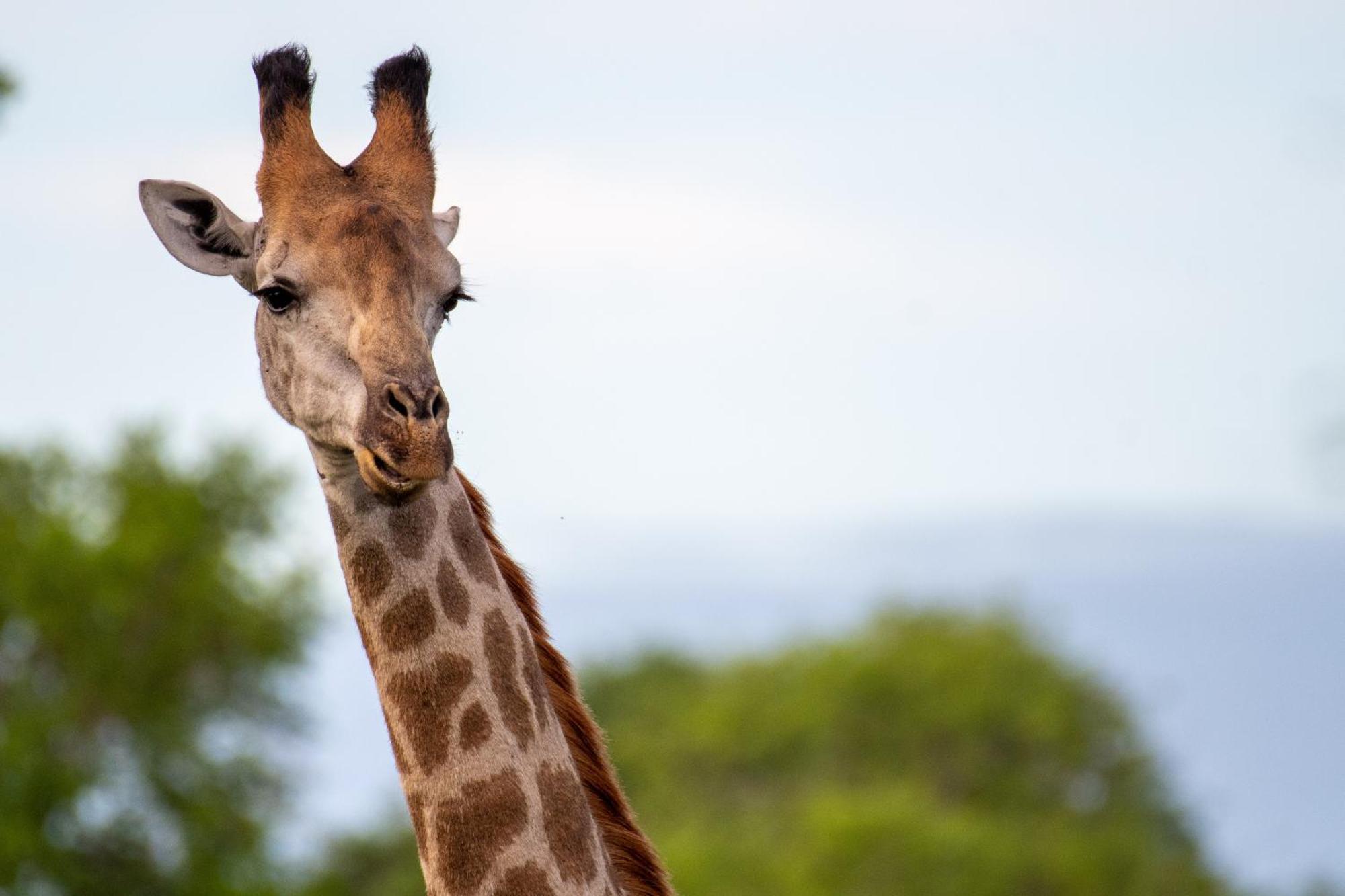 Tomo Safari Lodge Ходспруит Екстериор снимка