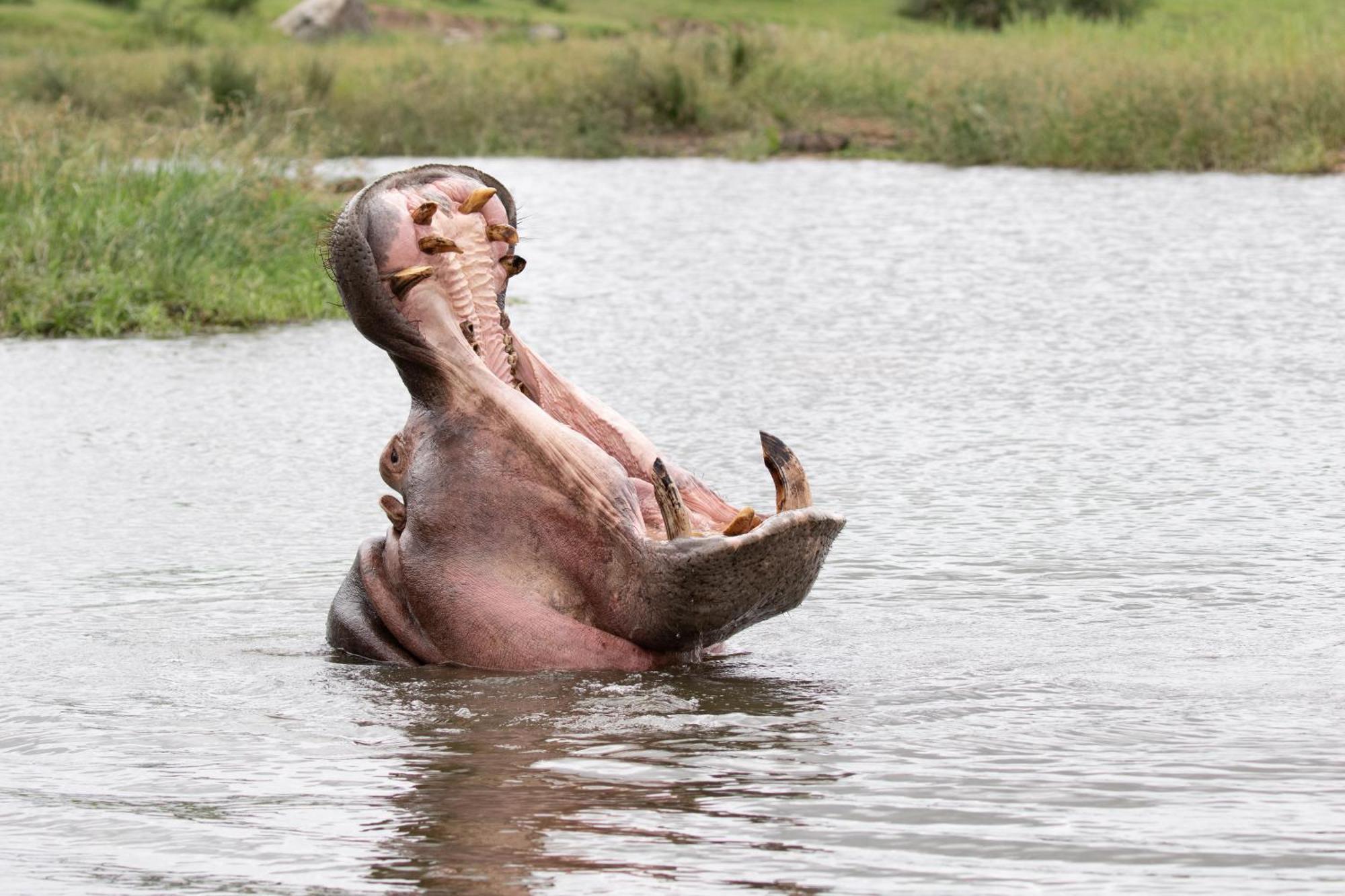 Tomo Safari Lodge Ходспруит Екстериор снимка