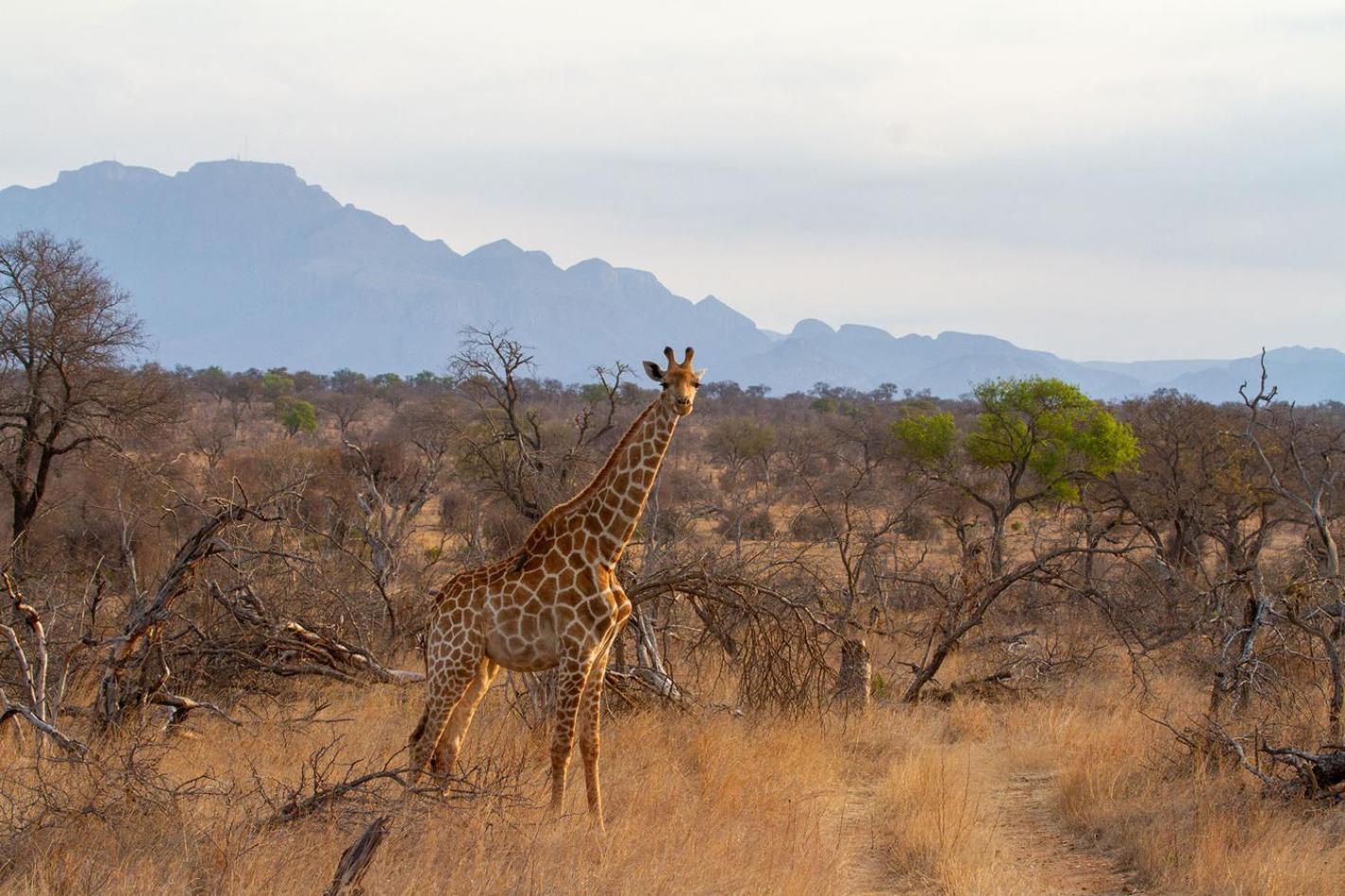 Tomo Safari Lodge Ходспруит Екстериор снимка