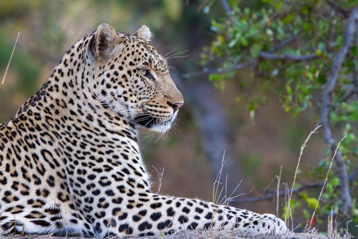 Tomo Safari Lodge Ходспруит Екстериор снимка