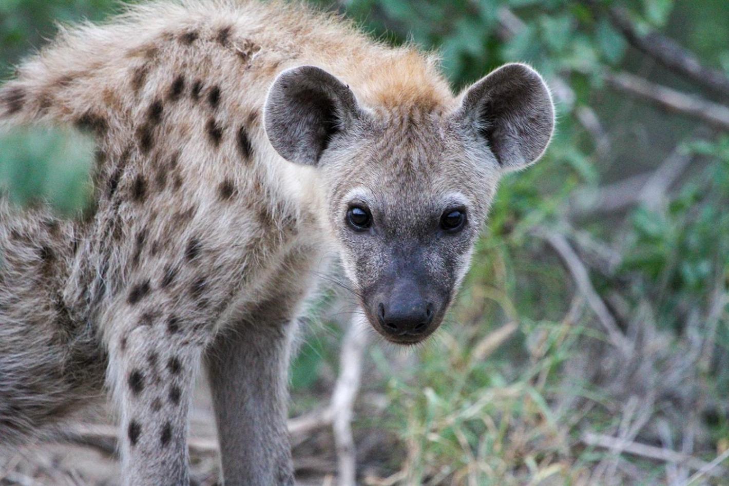 Tomo Safari Lodge Ходспруит Екстериор снимка