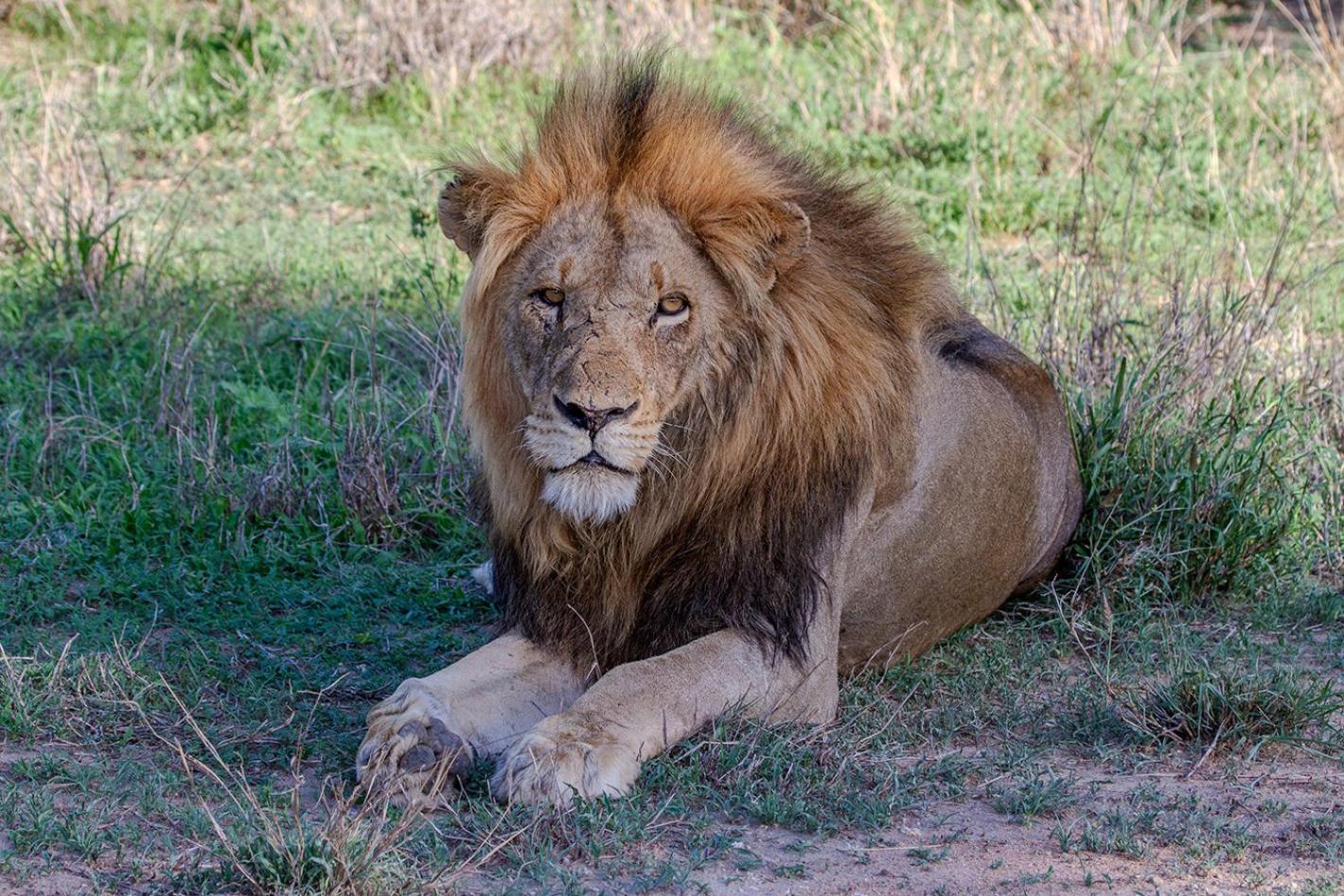Tomo Safari Lodge Ходспруит Екстериор снимка