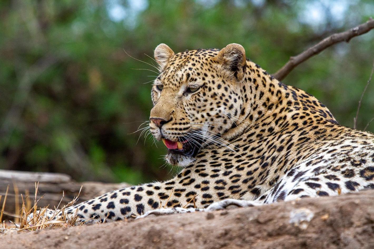 Tomo Safari Lodge Ходспруит Екстериор снимка