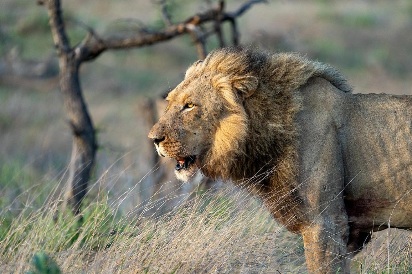 Tomo Safari Lodge Ходспруит Екстериор снимка