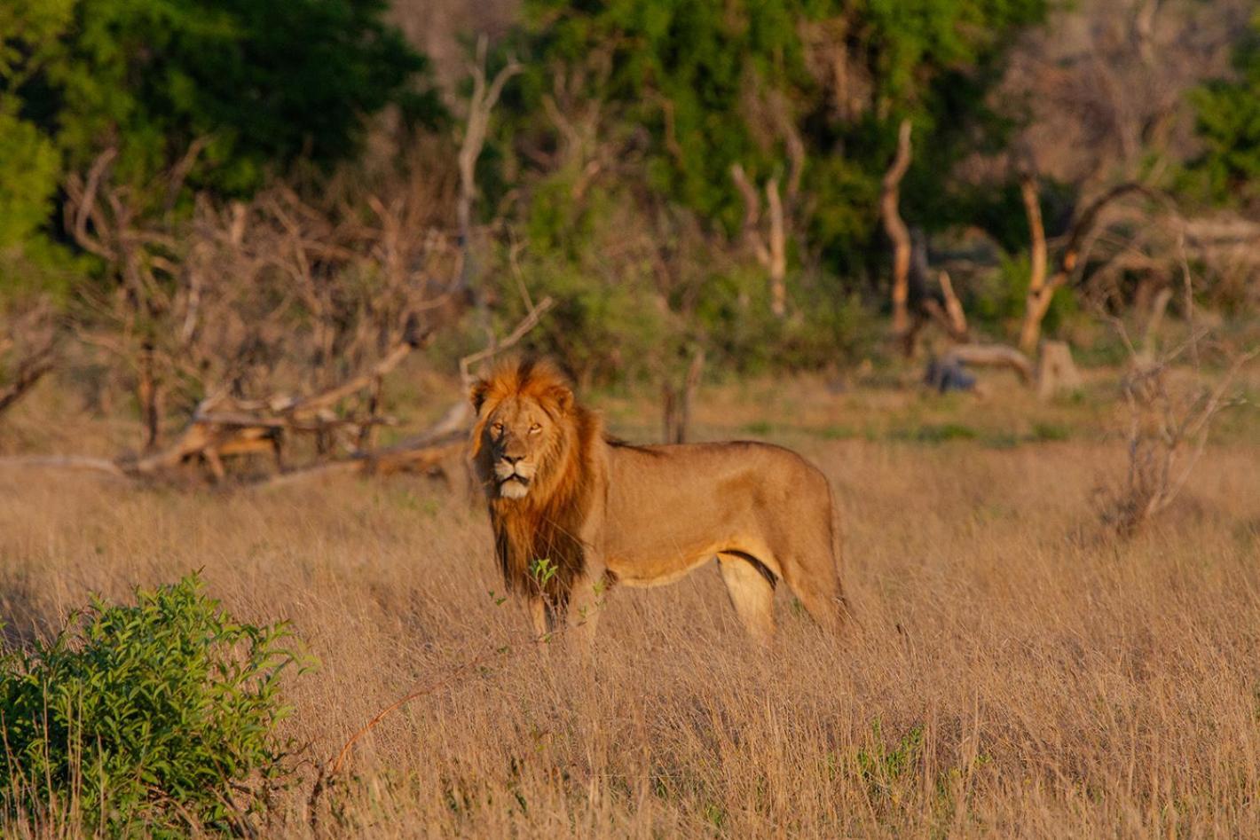 Tomo Safari Lodge Ходспруит Екстериор снимка