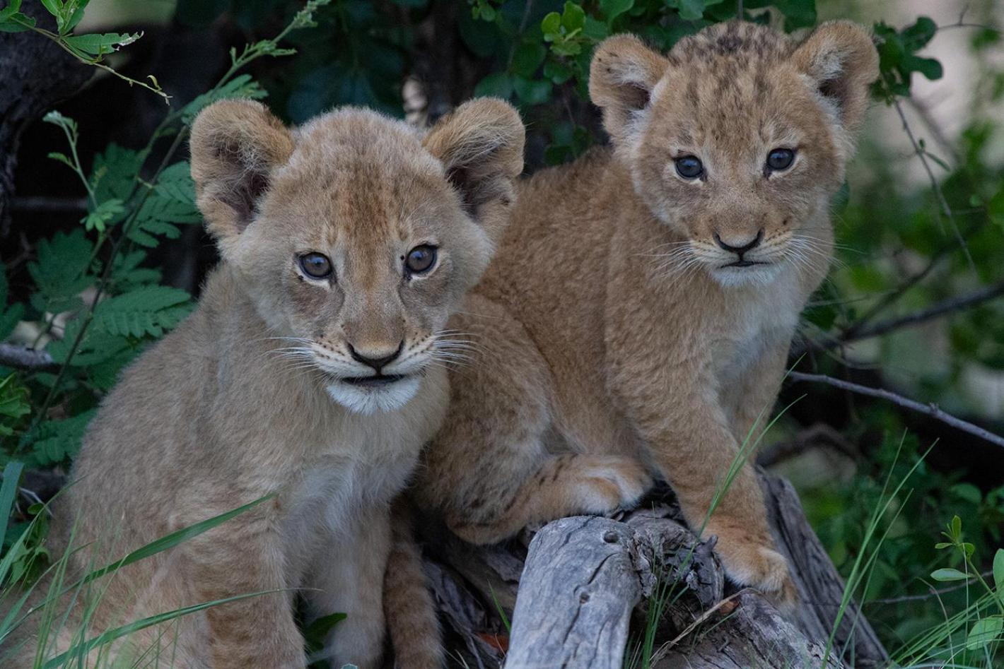 Tomo Safari Lodge Ходспруит Екстериор снимка