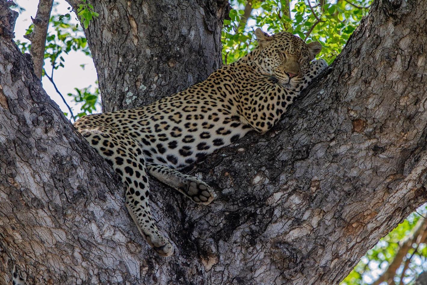 Tomo Safari Lodge Ходспруит Екстериор снимка
